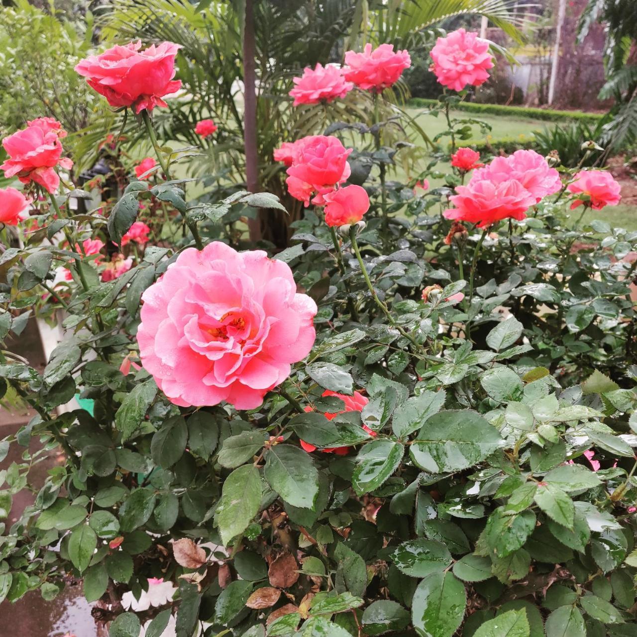 Heritage Homestay 잠무 외부 사진